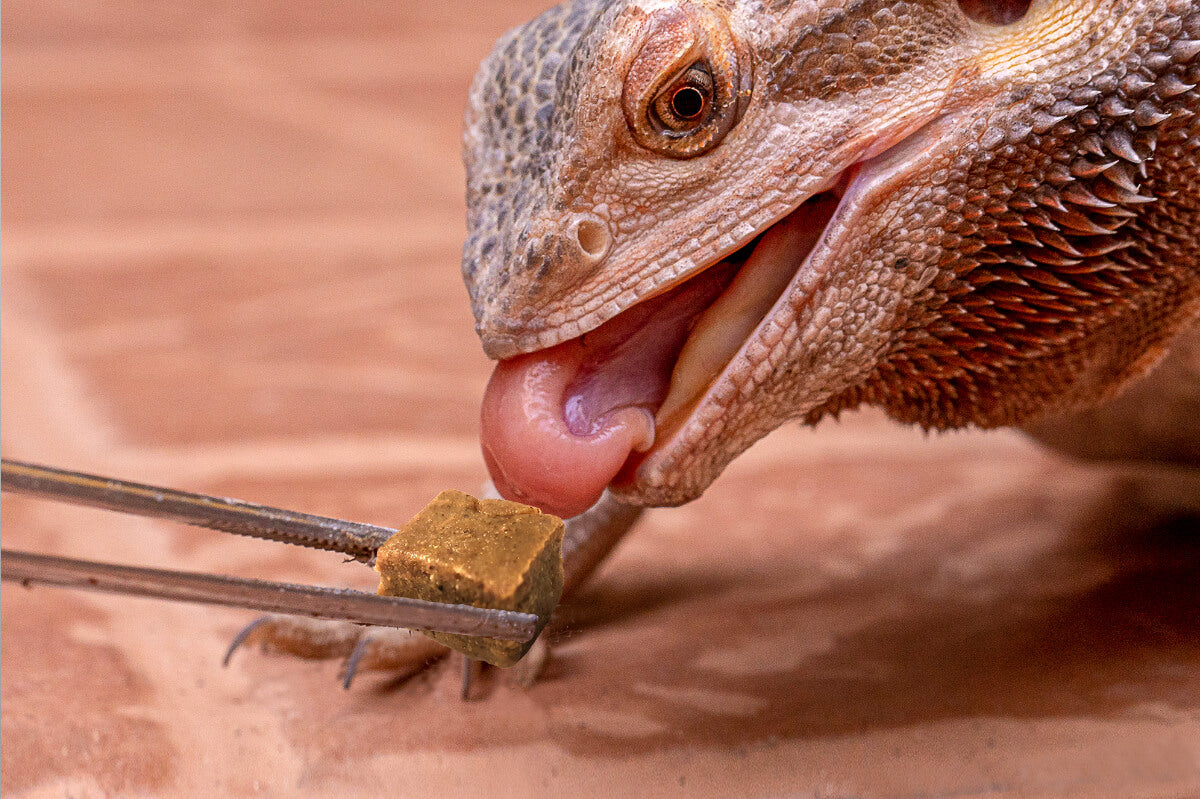 How to Prepare Gargeer Gels:  A Foolproof Guide