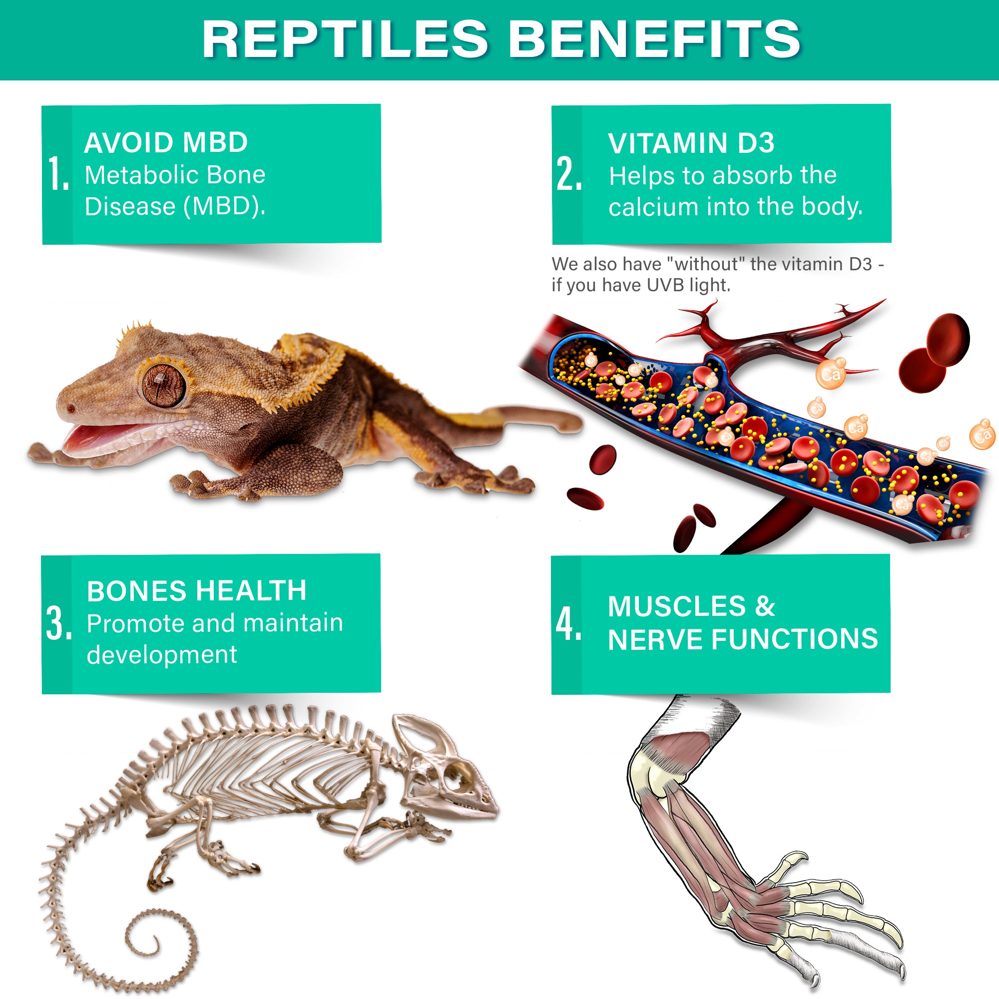 Gargeer 4oz All Reptile Fruit Blend Calcium with Vitamin D3, Phosphorus-Free, Ultrafine Powder