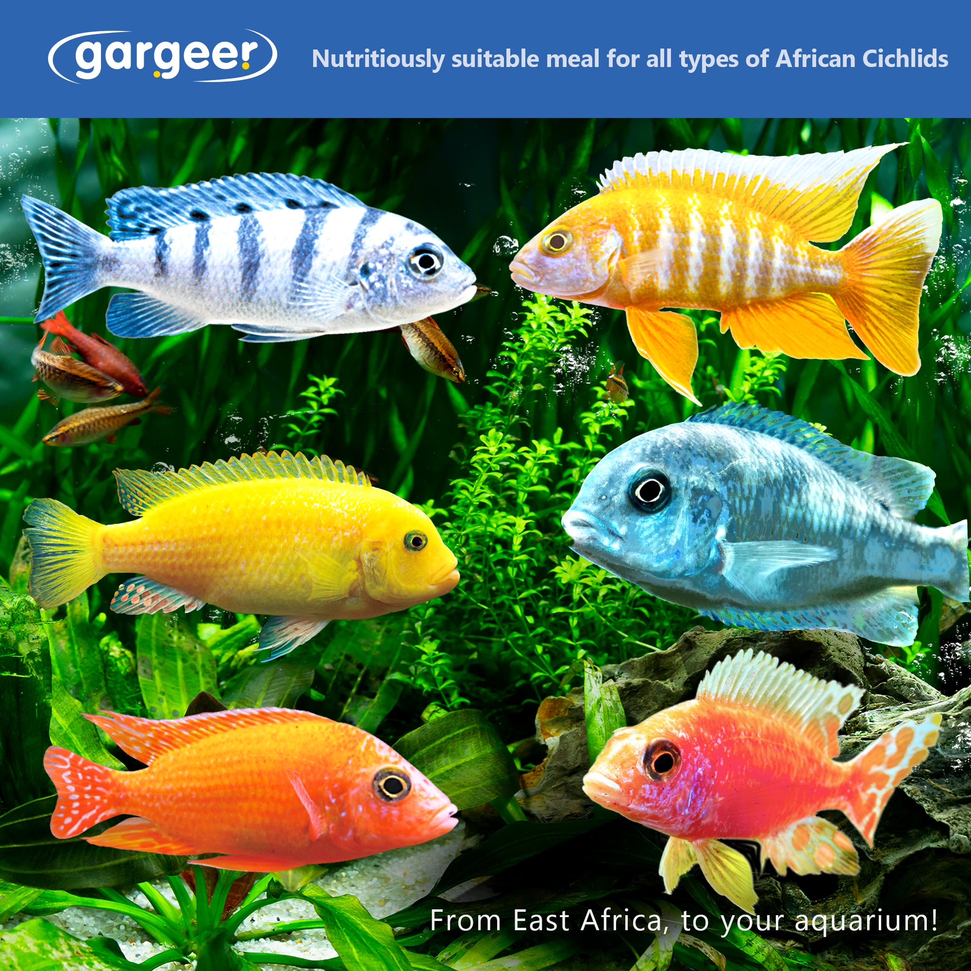 Gargeer African Cichlid Fish Food
