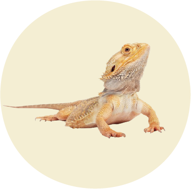 Bearded Dragon
