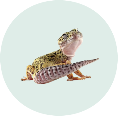 Leopard Gecko
