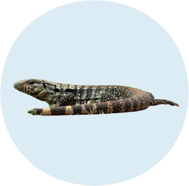 Tegu Lizard