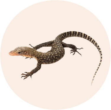 Monitor Lizard