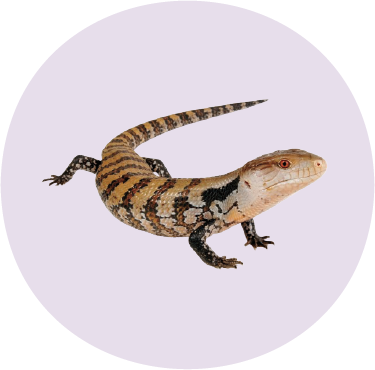 Blue Tongue Skink