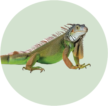 Iguana