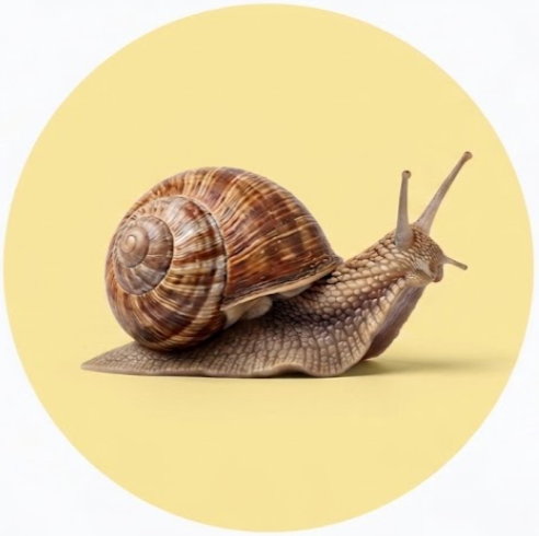 Land Snails