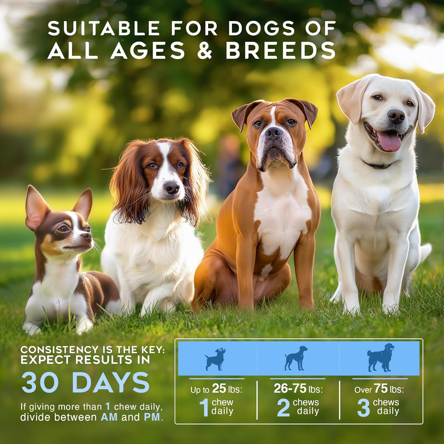 Gargeer Daily Probiotics & Prebiotics for Dogs. Supports Healthy Digestion, Gut Flora & Proper Immune System. for All Dog Breeds & Ages, 60 Delicious Duck Flavored Soft Chews. Made in The USA. Enjoy!