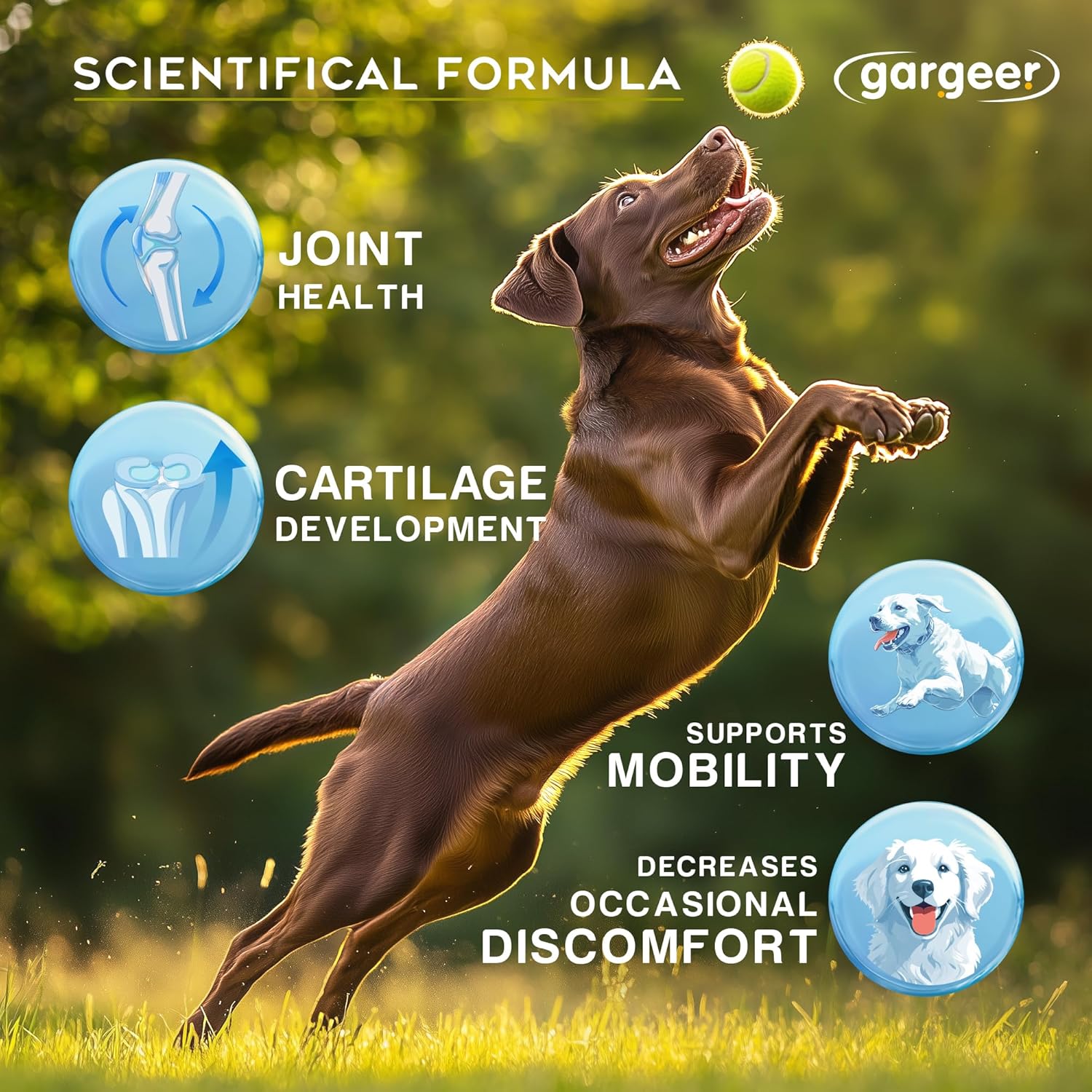 Gargeer Advanced Hip & Joint Support Pro Supplement. Rich with Glucosamine, MSM & Green Lipped Mussel. For All Dog Breeds & Ages. 60 Duck Flavored Chews for Enhanced Mobility. Made in the USA, Enjoy !