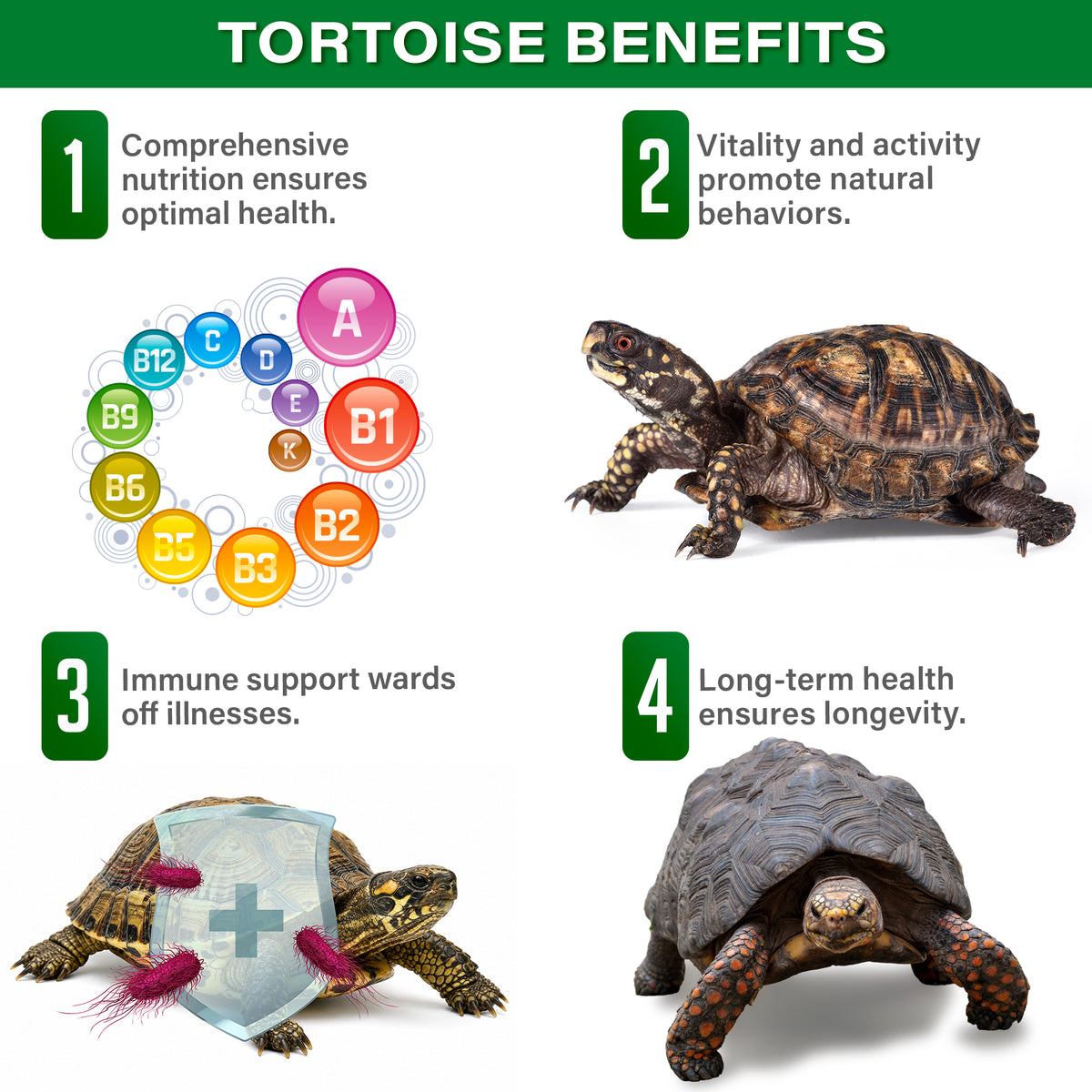 Illustrated chart of the main benefits of the multivitamin and mineral supplement for forest tortoises