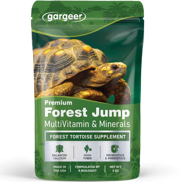 Forest Tortoise