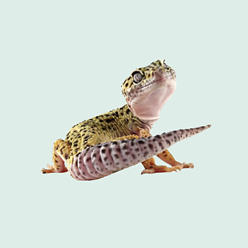 Leopard gecko
