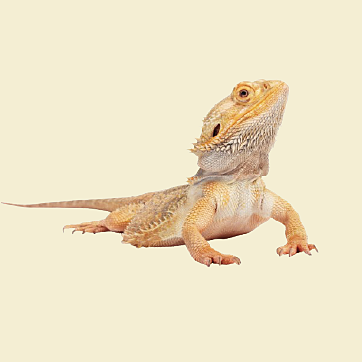 Bearded dragon