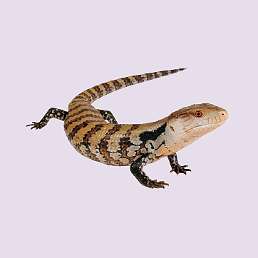 Blue tongue skink