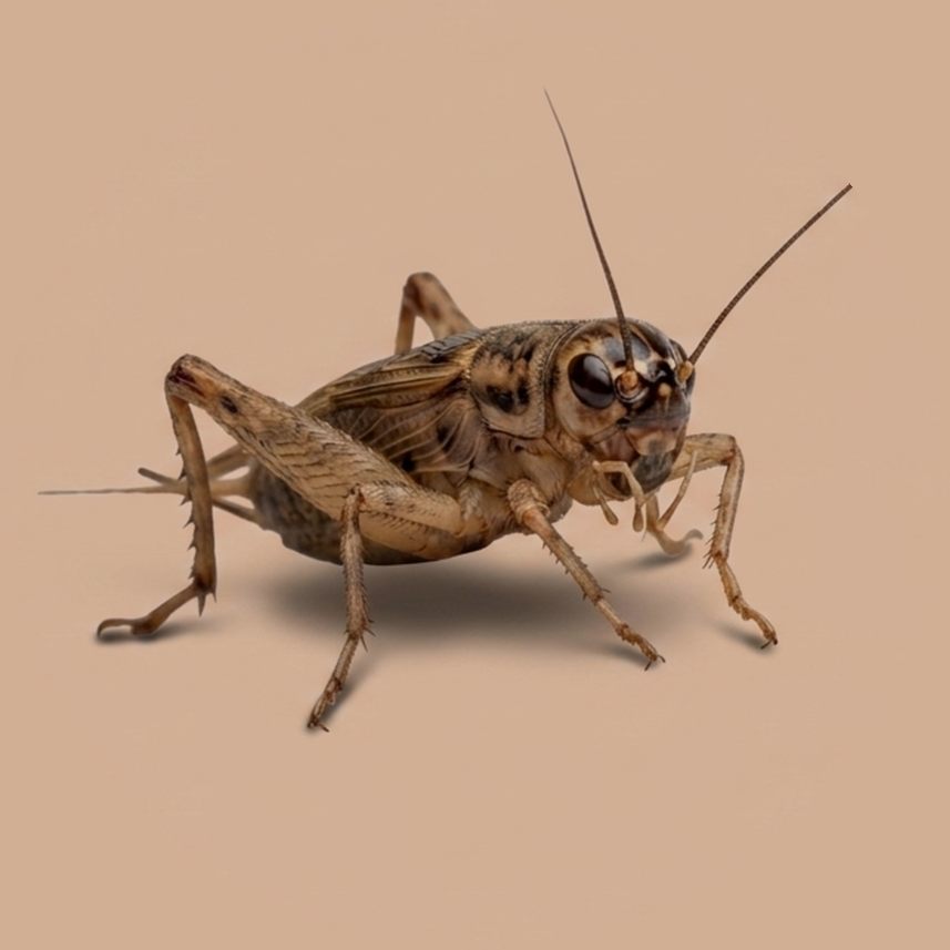 Cricket