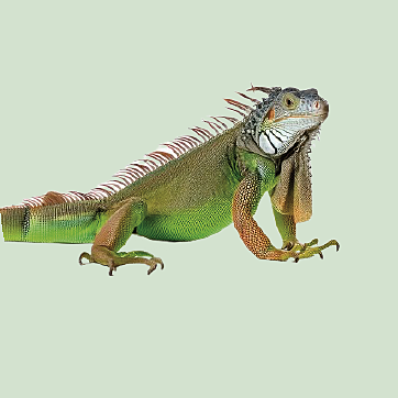 Iguana