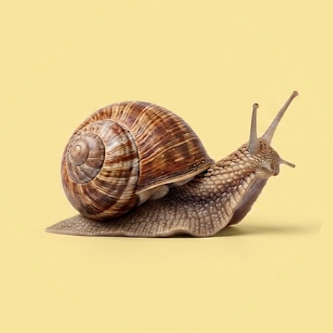 Land snail