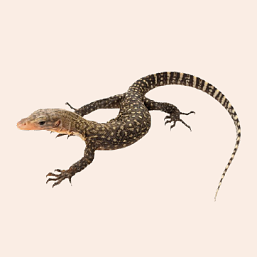 Monitor lizard