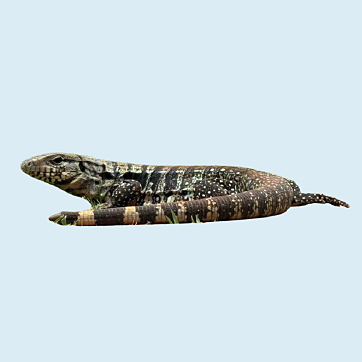 Tegu lizard